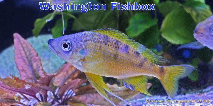 fishbox3.jpg