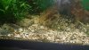 new fish.jpg