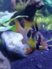 3. Mikrogeophagus ramirezi German Blue Ram_zpsotgdzrko.jpg