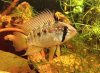 male apisto small.jpg