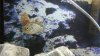 12241253_10156204628920527_7854884870726050720_n.jpg 12241253_10156204628920527_7854884870726050720_n.jpg