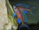 Paracyprichromis-Nigripinnis-01.jpg