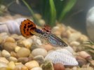 Male Guppy Cobra Rot1.jpg Male Guppy Cobra Rot1.jpg