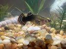 Female Guppy Cobra Rot2.jpg Female Guppy Cobra Rot2.jpg