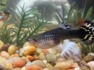 Female Guppy Cobra Rot1.jpg Female Guppy Cobra Rot1.jpg