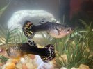 Female Guppy Cobra Rot3.jpg Female Guppy Cobra Rot3.jpg