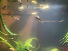 Guppy Fry1.jpg Guppy Fry1.jpg