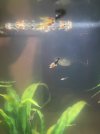 Guppy Fry2.jpg Guppy Fry2.jpg
