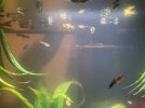 Guppy Fry3.jpg Guppy Fry3.jpg