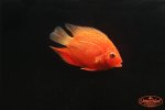 Red_Spotted_Severum_9fc88ad5-9794-4c38-97f3-e1cfa33b0e03_grande.jpg