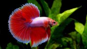Betta_splendens_01.jpg