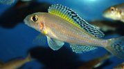 Xenotilapia_spilopterus_01@640.jpg