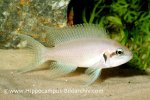 Neolamprologus-brichardi-ft-A48003-1.jpg
