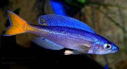 Cyprichromis-leptosoma-1.jpg