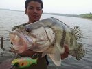PERCH CHINESE (Siniperca chuatsi big fishes huge world record  massive caught records largest ...JPG