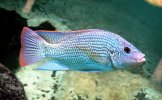 Oreochromis_tanganicae_(Günther) (1).jpg