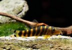 Queen-Bengal-Dario-Loach-_05453135.jpeg