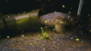 IMG_9759.gif