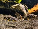 IMG_0413.jpeg