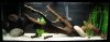 75 Gallon Chocolate Cichlid Tank.jpg