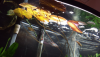 upload_2016-11-24_6-16-39.png