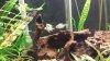 Balloon Ram with Puffer Drive By.jpg