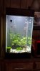 New Shrimp Tank 1.31.16.jpg