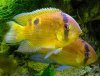 Keyhole-Cichlid.jpg