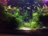 Amazon_BiotopeTank.jpg