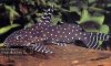 Synodontis-Angelicus-Catfish-Synodontis-angelicus_zpscoi0yh3l.jpg
