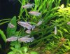 Congo Tetra.jpg