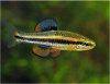 Algae-Eating-Bluefin-Killifish-Male-2.jpg