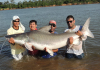 piraiba catfish catfishes brazil amazon parana negro.png piraiba catfish catfishes brazil amazon parana negro.png