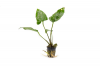 4B9F6A5C-8586-4E3F-98B0-1DD55EB0350B.png 4B9F6A5C-8586-4E3F-98B0-1DD55EB0350B.png