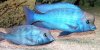 Blue-Dolphin-Cichlid-600x300.jpg