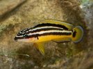 Julidochromis-ornatus-01.jpg