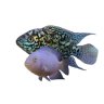 Jasons_cichlids